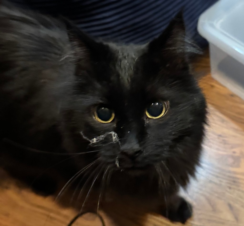 Marius Cat Chooses Happiness