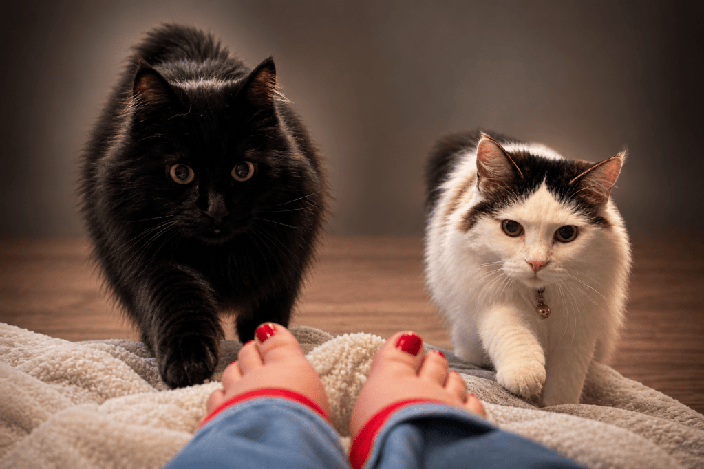 Crazy Cat Lady